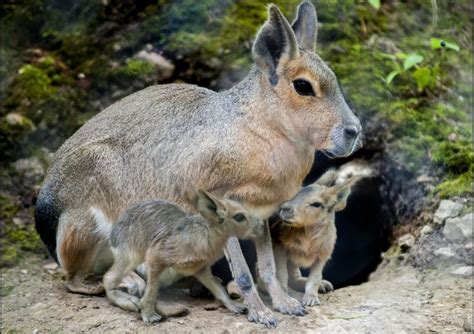 Mara Animal Baby Zooborns Patagonian