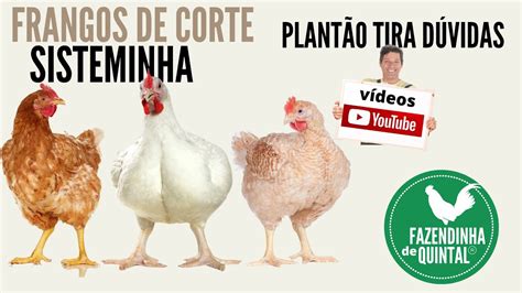 Frangos de Corte no Sisteminha Plantão Tira Dúvidas YouTube