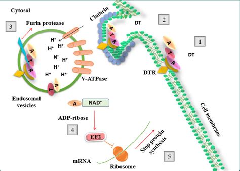 Mechanism Of Action Of Diphtheria Toxin Dt Binding Toa Receptor On The