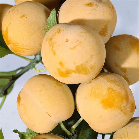 Слива Белая Описание Фото – Telegraph