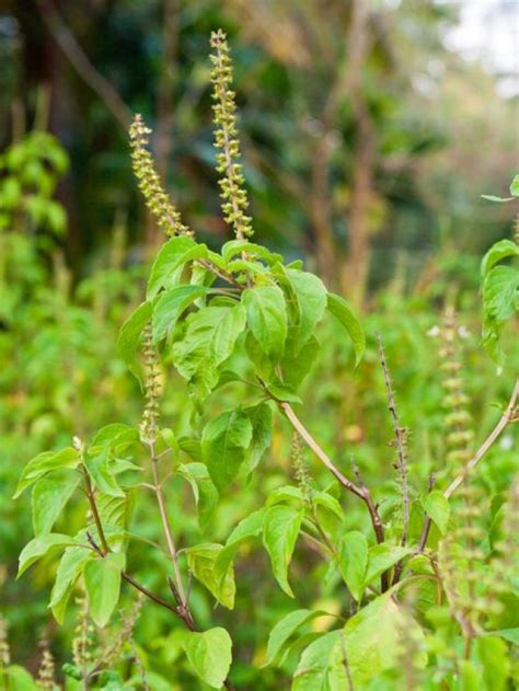 तुलसी के साथ इन पौधों को लगाना होता है बेस्ट It Is Best To Plant