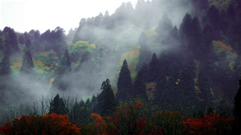 images nature forest wilderness mountain fog mist sunlight