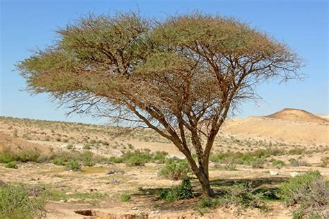 Acacia Tree Pictures