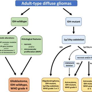 The 2021 WHO Classification Of The Major Diffuse Gliomas In Adults