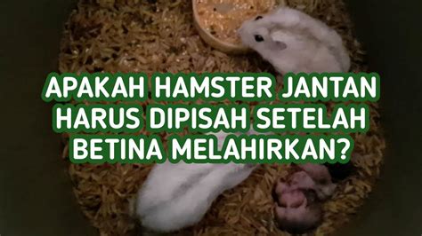 Apakah Hamster Jantan Harus Dipisah Setelah Betina Melahirkan Youtube