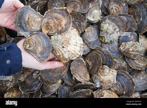 oysters habitat  alex mckean blog