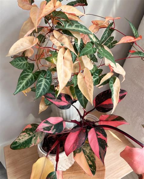 Grow And Care For Philodendron Pink Princess