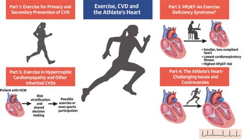 Exercise Cardiovascular Disease And The Athletes Heart∗ Journal Of