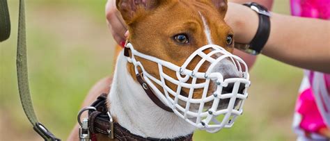 De Beste Muilkorven Voor Honden Doorgelicht Nederland