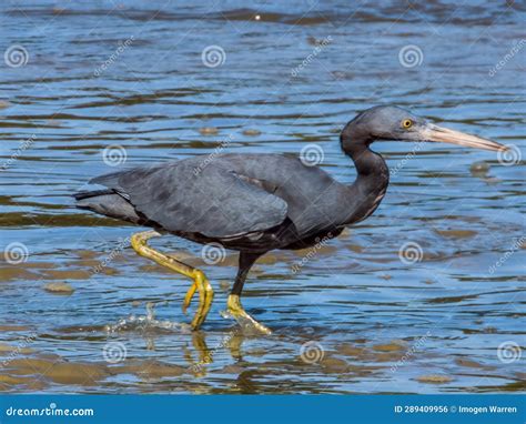 Reef Egret In Queensland Australia Stock Photo Image Of Birding