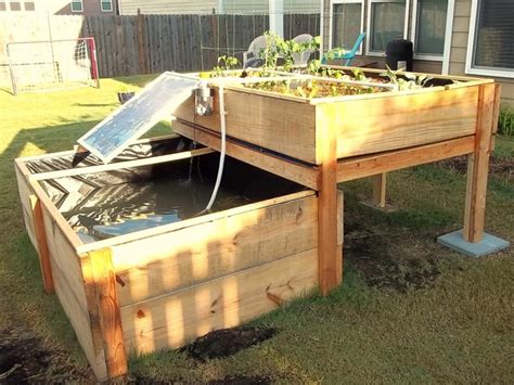 Tank Fish Backyard Aquaponics System