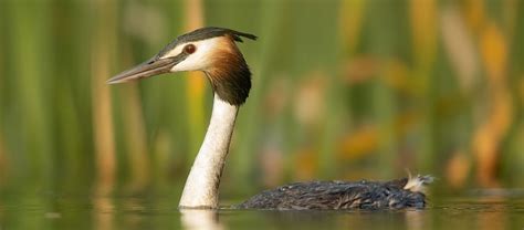 The Great Crested Grebe | Critter Science