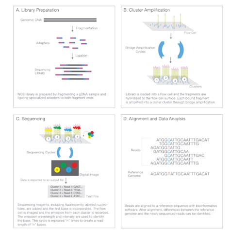 Battle Of The Sequencers Nanopore Vs Illumina Sequencing Technologies