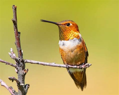 Types Of Hummingbirds In Oregon With Pictures