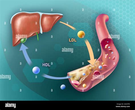 High Density And Low Density Lipoproteins Adding And Removing