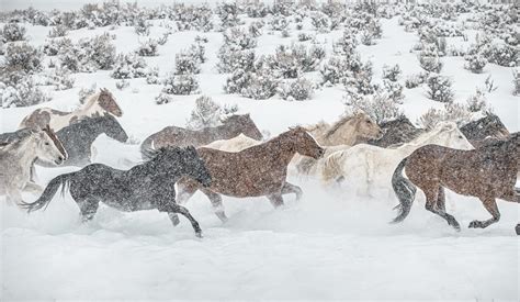 Horses Galloping Through Snow in Western Colorado - Tyler Stableford ...