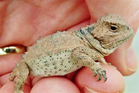 Horny Toad Vs Bearded Dragon
