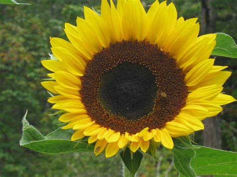 yellow sunflower big garden nature garden planting flowers