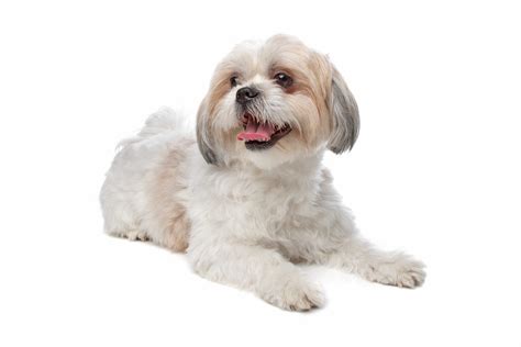 Shih Tzu Noir Et Blanc Adulte