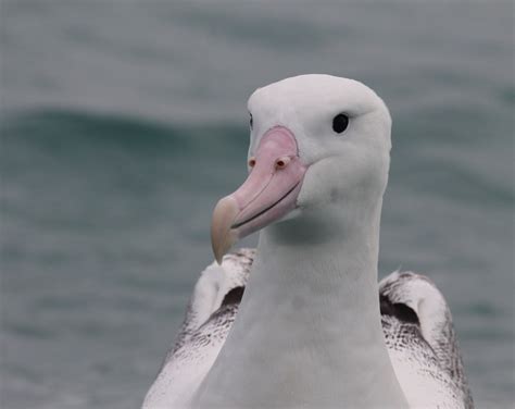 Southern Royal Albatross Diomedea Epomophora Kaikoura Guy F Flickr