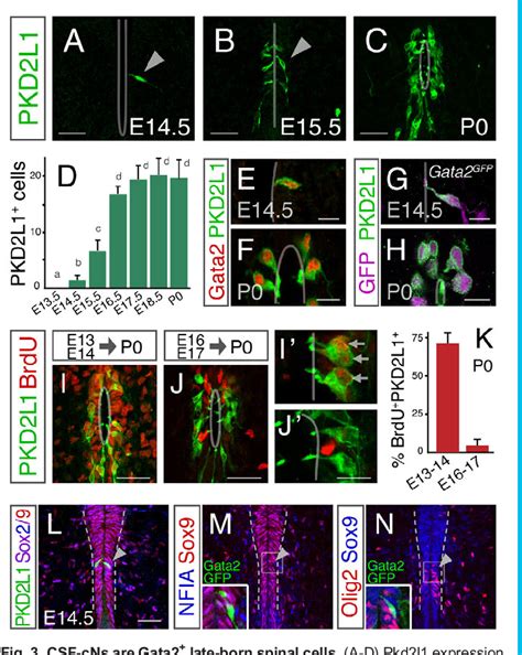 Figure From The Late And Dual Origin Of Cerebrospinal Fluid