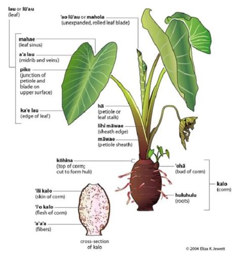 Two Taro Elephant Ear Tubers Coco Yam Colocasia Esculenta Edible Eddoe