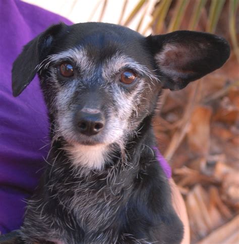 Haiku An Affectionate Little Lady With A Beautiful Spirit Debuts For