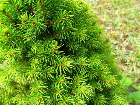 Ель канадская Коника Picea glauca Conica P9 | Долина Роз. Садовый центр ...