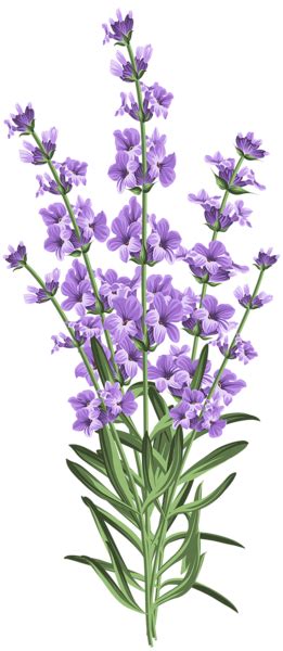 This Png Image Lavender Flower Transparent Png Clip Art Is Available