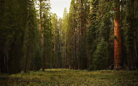Wallpaper : 1920x1200 px, forest, nature, trees 1920x1200 - 4kWallpaper ...