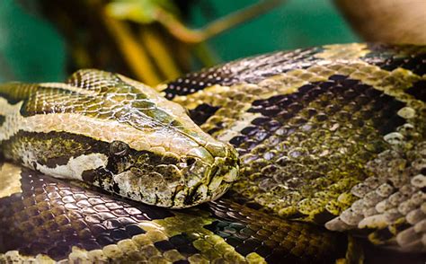 Anaconda Snake Photo Gallery