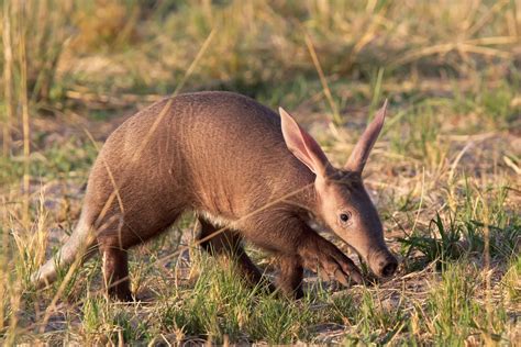 What Do Aardvarks Eat