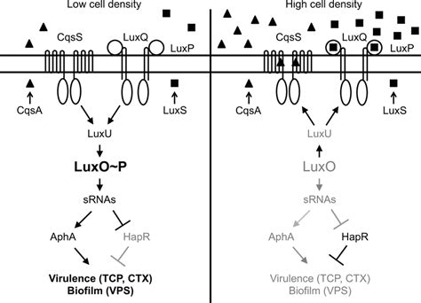 Quorum Sensing In V Cholerae Shown Here Are Quorum Sensing Circuits Download Scientific