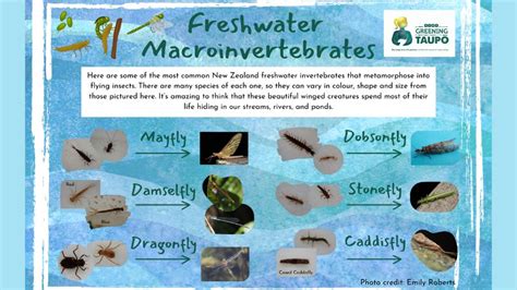 River Ecosystems Freshwater Macroinvertebrates Resources By Nzaee