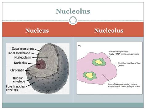 Ppt Chapter 6 A Tour Of The Cell Powerpoint Presentation Free Download Id1916884