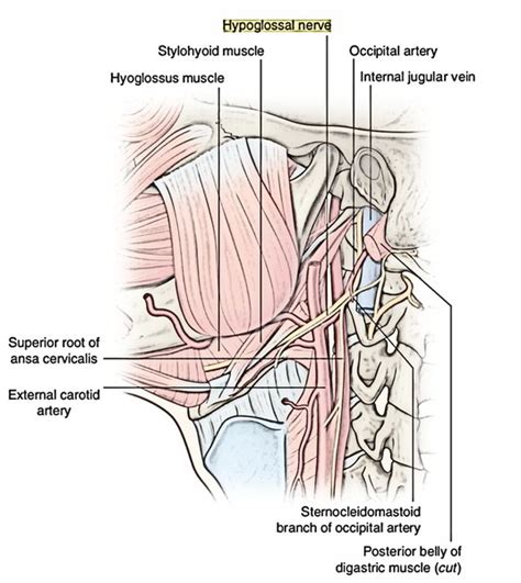 List Pictures Label The Image Of The Hypoglossal Nerve Full Hd K K