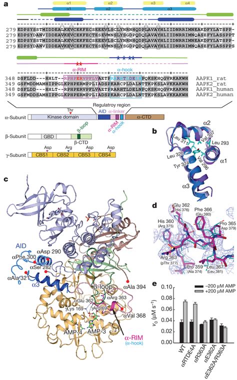 Conserved Aid And Rim For Ampk Allosteric Activation A Sequence