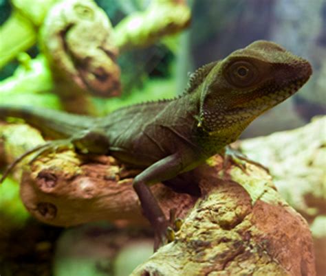 Leucistic Iguana