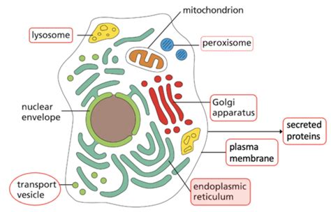 Lecture Vesicular Transport Flashcards Quizlet