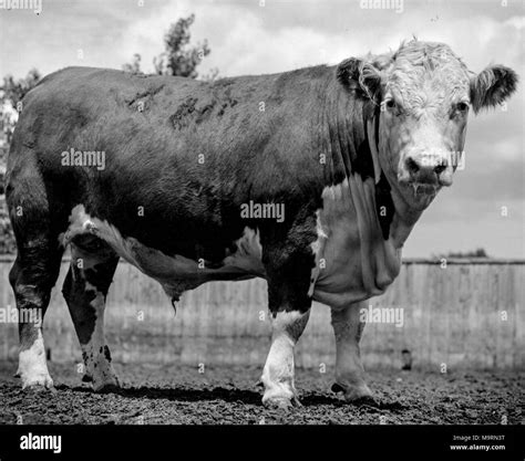 Hereford Black And White Stock Photos And Images Alamy