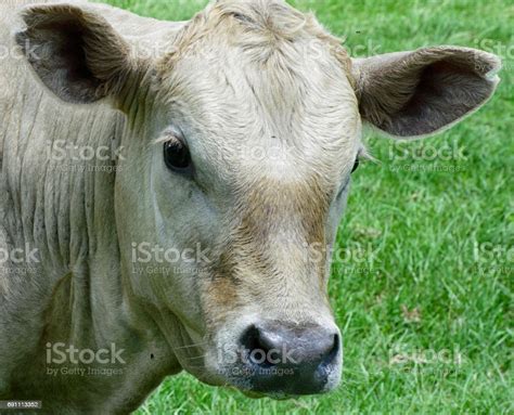 White Calf Stock Photo - Download Image Now - Agriculture, Animal, Animal Body Part - iStock