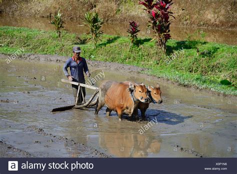 carabao rice high resolution stock photography  images alamy