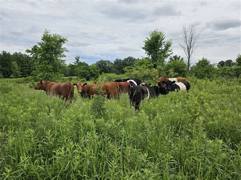Big Dam Farms | Sustainably Raised Meats | Beef | Pork | Spring Valley, WI