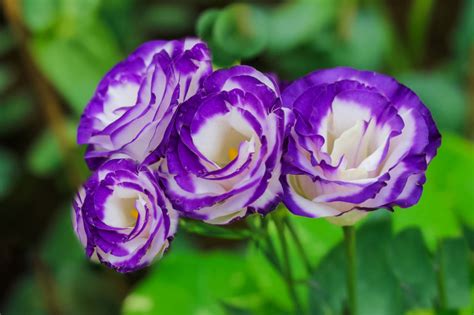 How to Grow and Care for Lisianthus