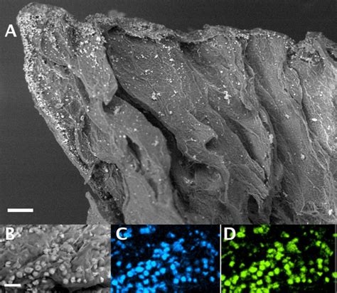 Micrographs Of Mineralized Hybrid Hydrogel By Sem A The Longitudinal