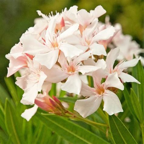 Олеандр обыкновенный "Alsace" - Nerium oleander "Alsace"