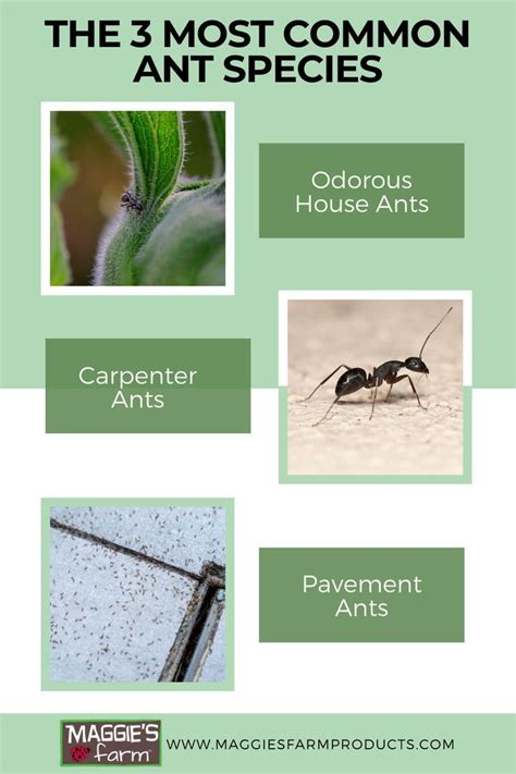 The 3 Most Common Ant Species | Ant species, Species, Ants