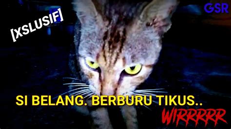 SI BELANG SEDANG MENGINTAI TIKUS Hewan Peliharaan YouTube