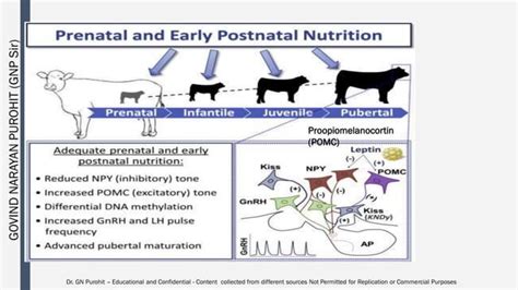 Andrology Lecture Puberty And Sex Maturity PDF Infertility Reproductive Health
