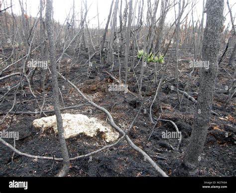 moderate  high severity stock photo alamy